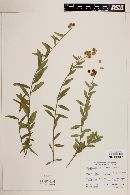 Polygala cornuta subsp. fishiae image
