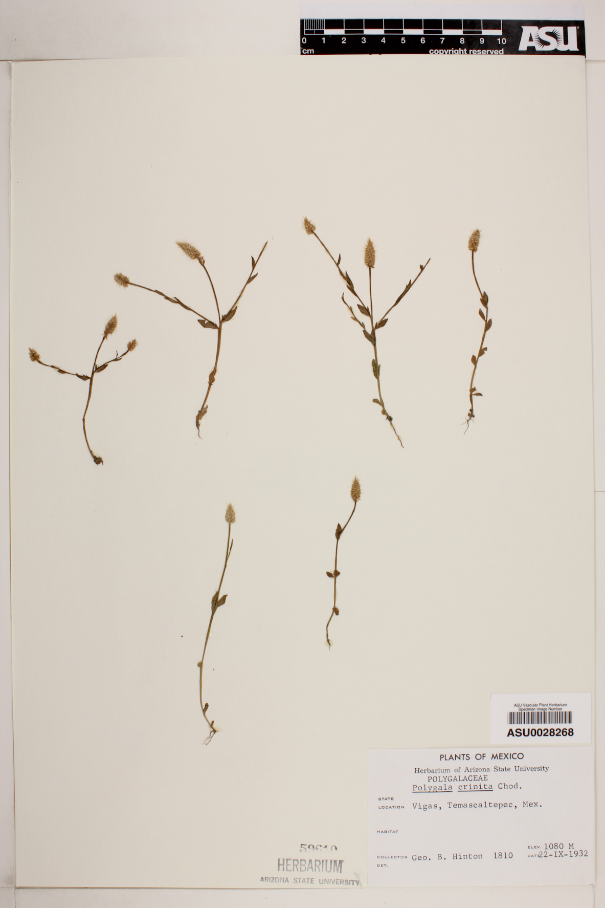Polygala crinita image