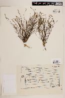 Polygala evolvulacea image