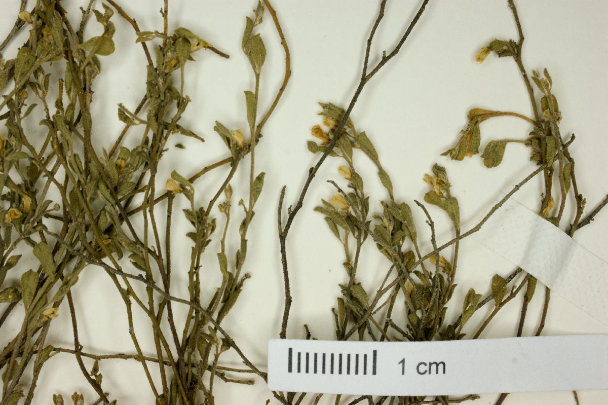 Polygala evolvulacea image
