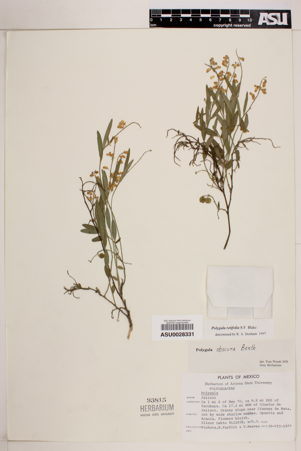 Polygala retifolia image