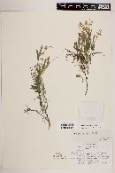 Polygala retifolia image