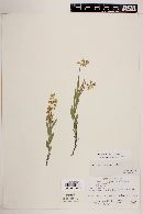 Polygala retifolia image