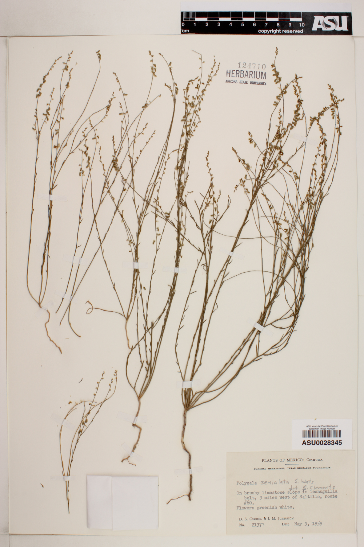 Polygala semialata image