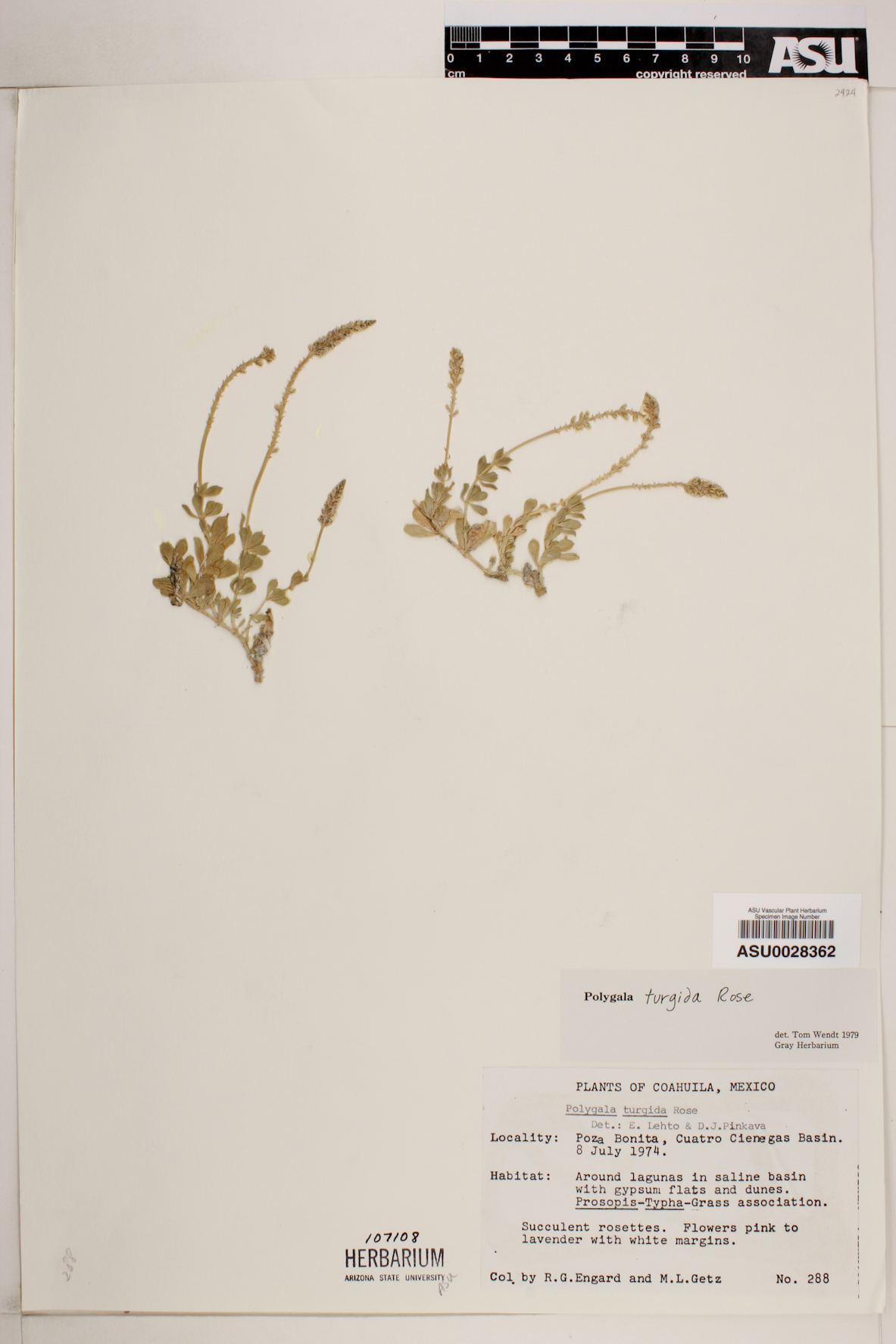 Polygala turgida image