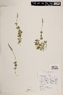 Polygala turgida image