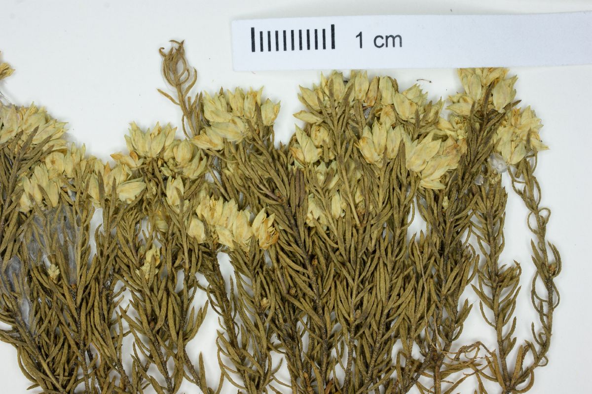 Polygala bryoides image