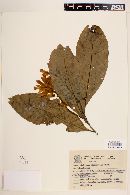 Polygala grandifolia image