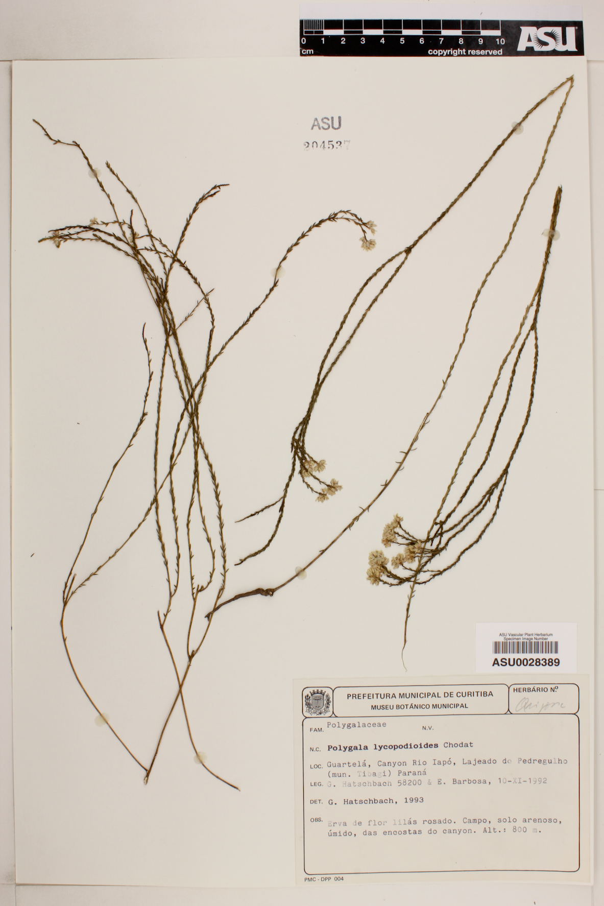 Polygala lycopodioides image