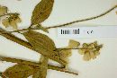Asemeia monninoides image