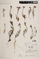 Stevia pelophila image