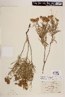 Stevia salicifolia var. salicifolia image