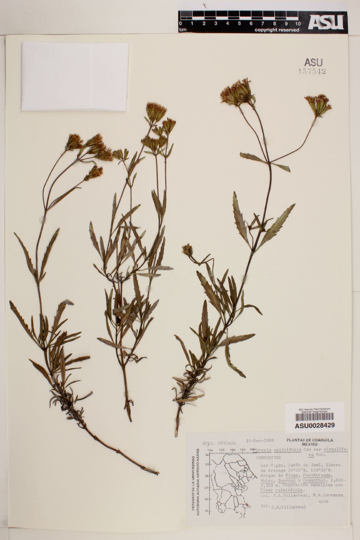 Stevia salicifolia var. virgulifera image