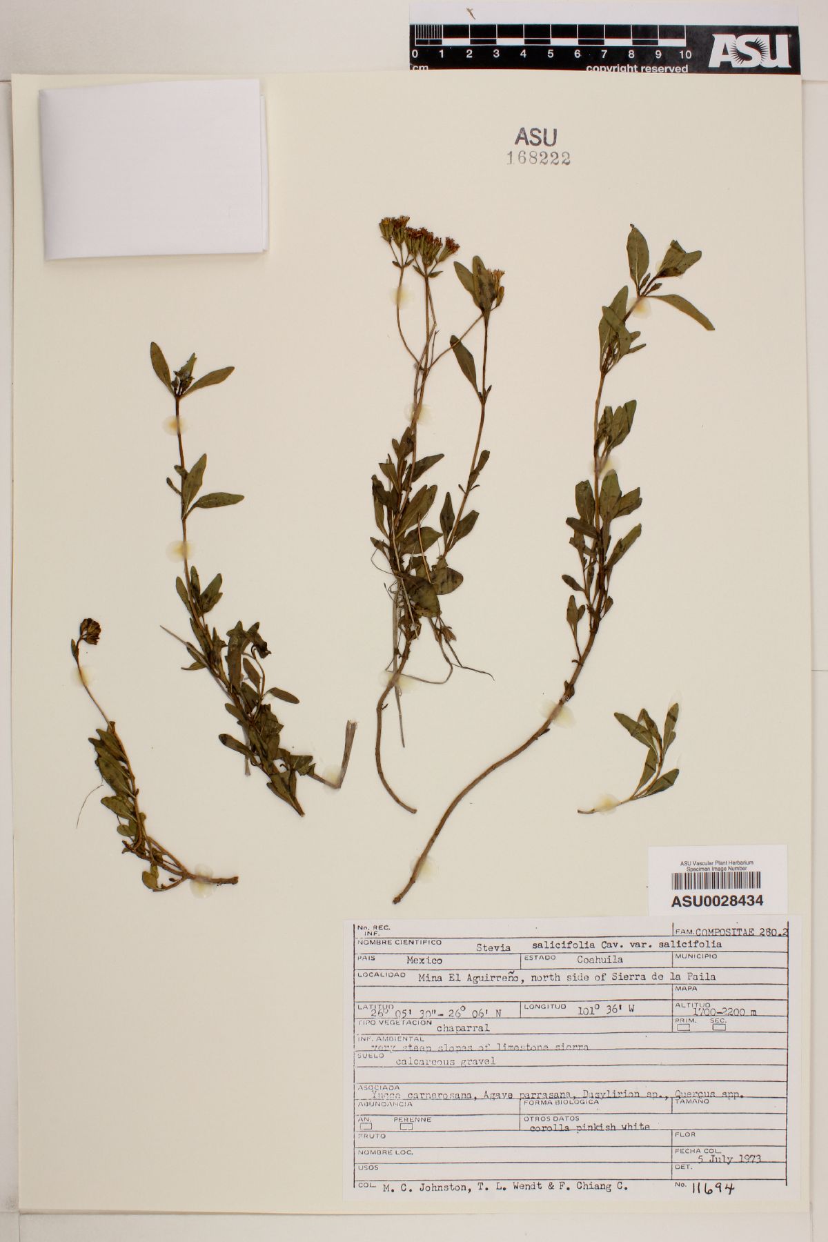 Stevia salicifolia var. salicifolia image