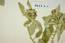 Croton pottsii var. thermophilus image