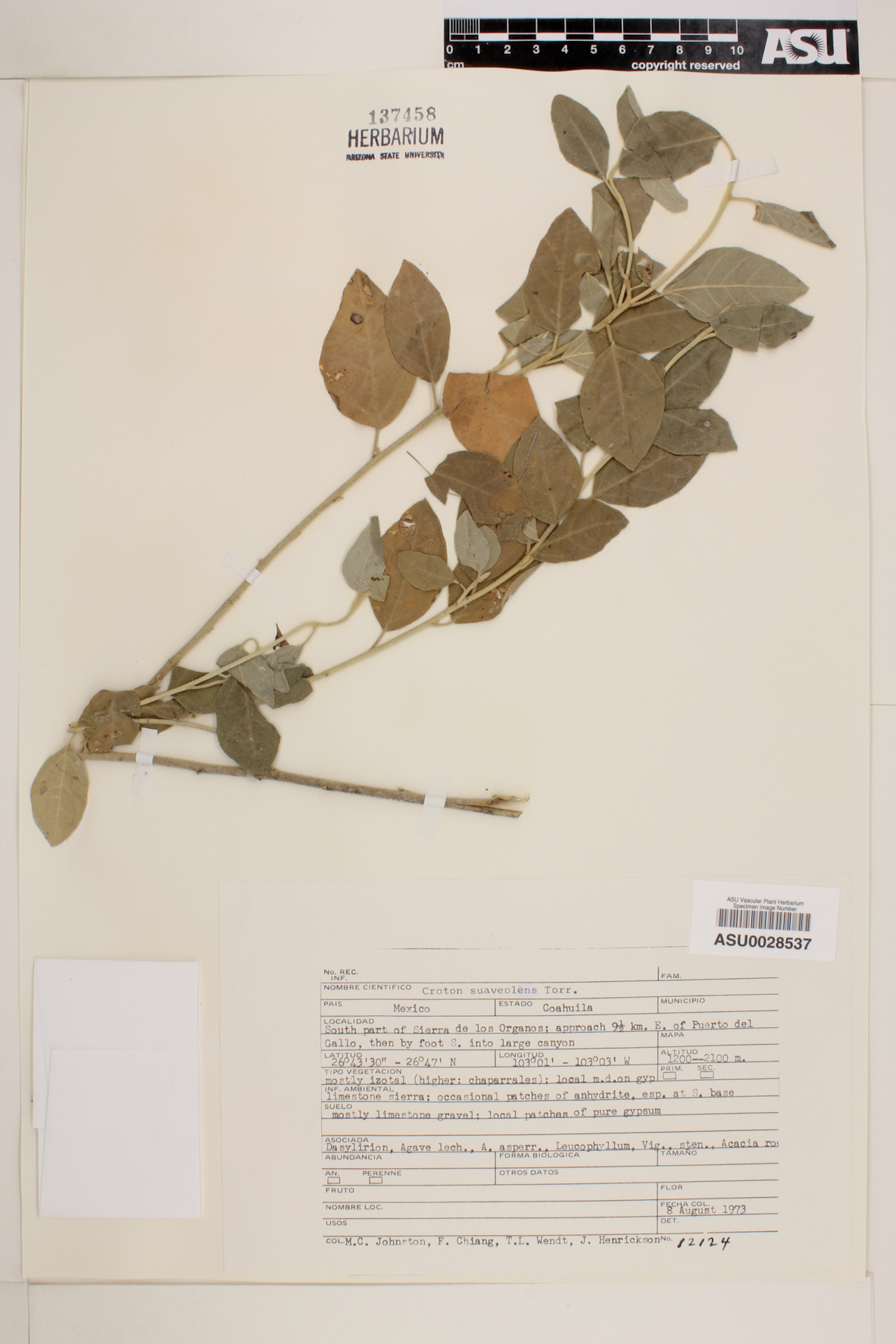 Croton suaveolens image