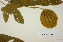 Dalechampia canescens image