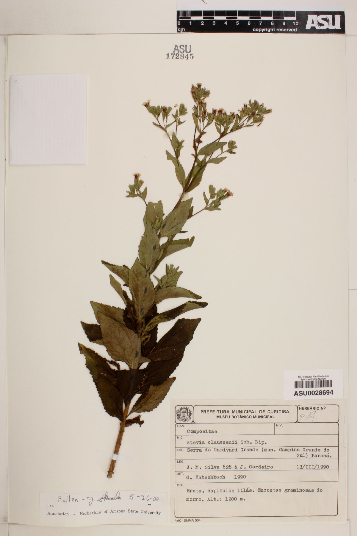 Stevia clausseni image