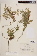 Stevia rebaudiana image