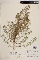 Asanthus solidaginifolius image