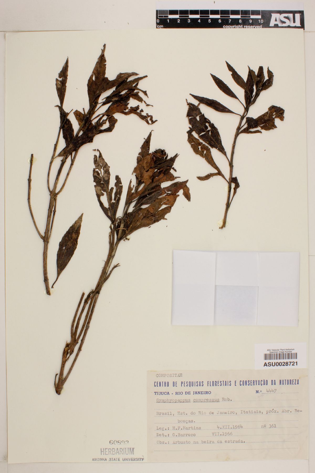 Symphyopappus compressus image