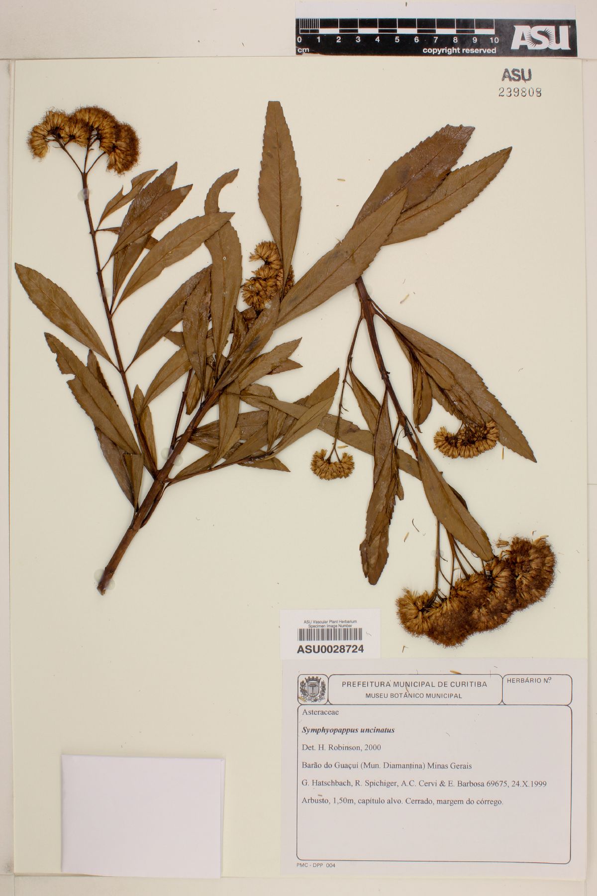 Symphyopappus uncinatus image