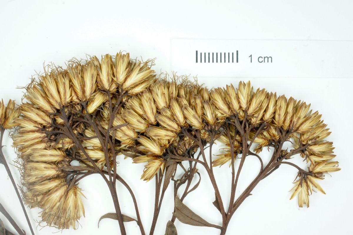 Symphyopappus compressus image