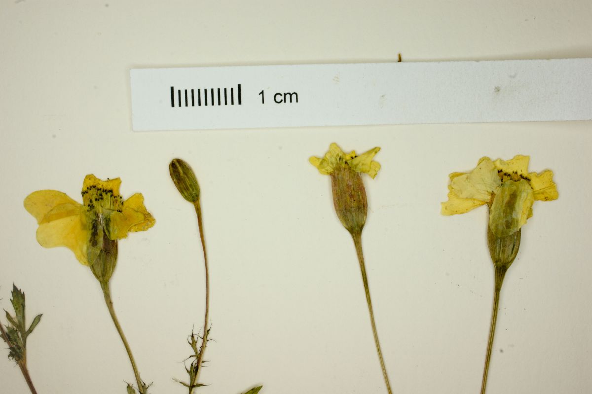 Tagetes elongata image