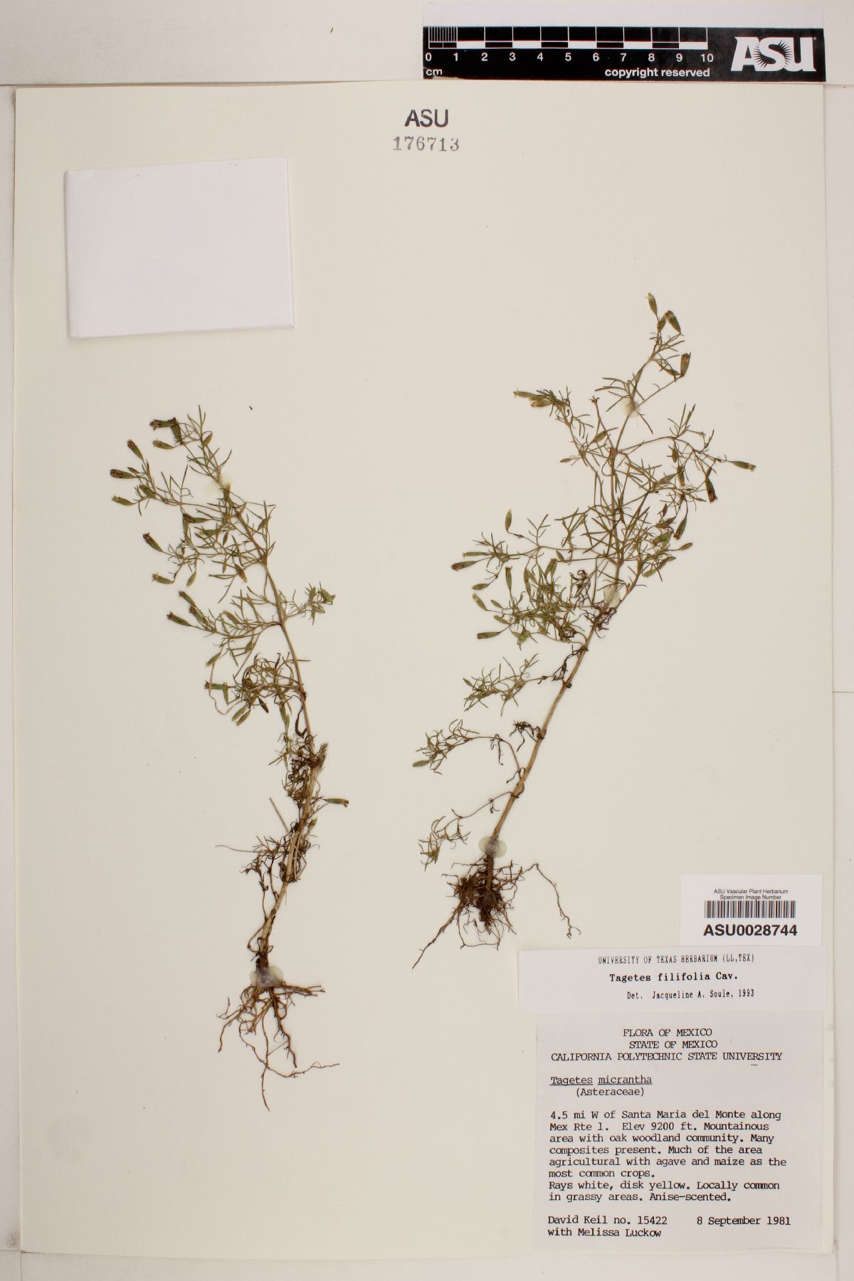 Tagetes filifolia image