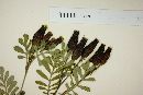 Tagetes foetidissima image