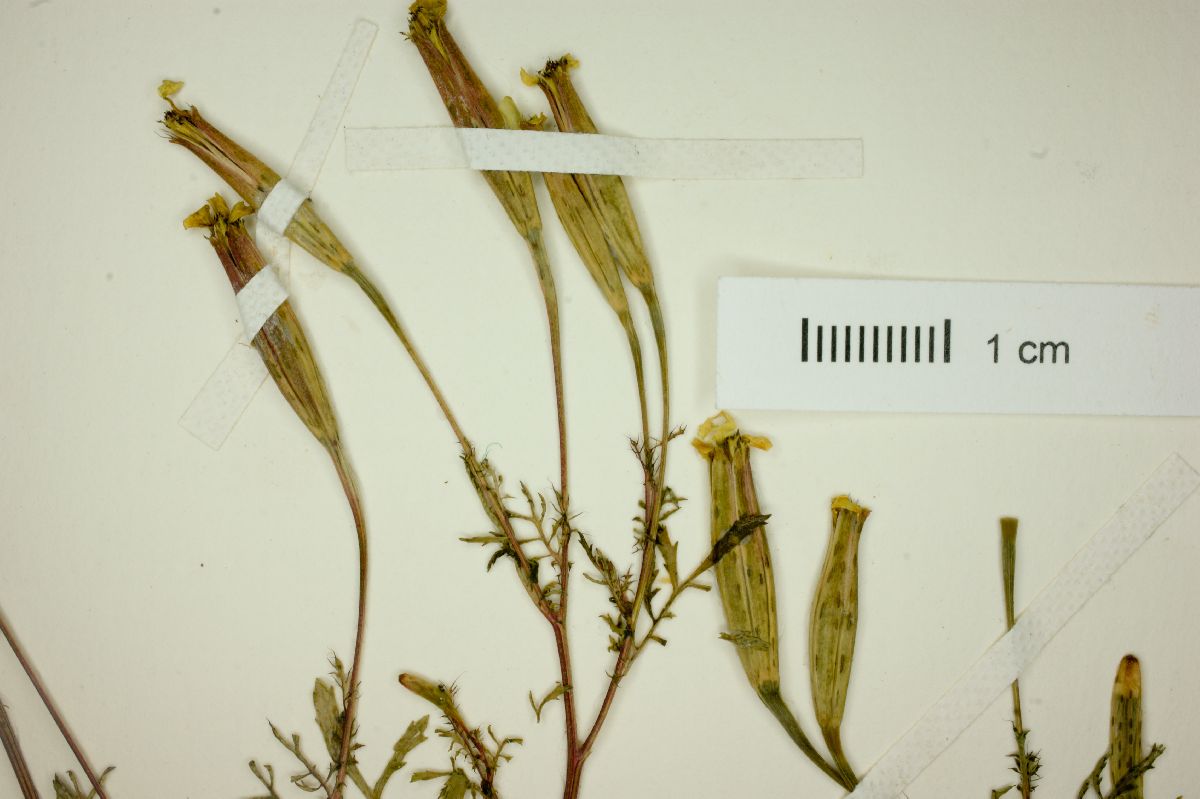 Tagetes jaliscensis image