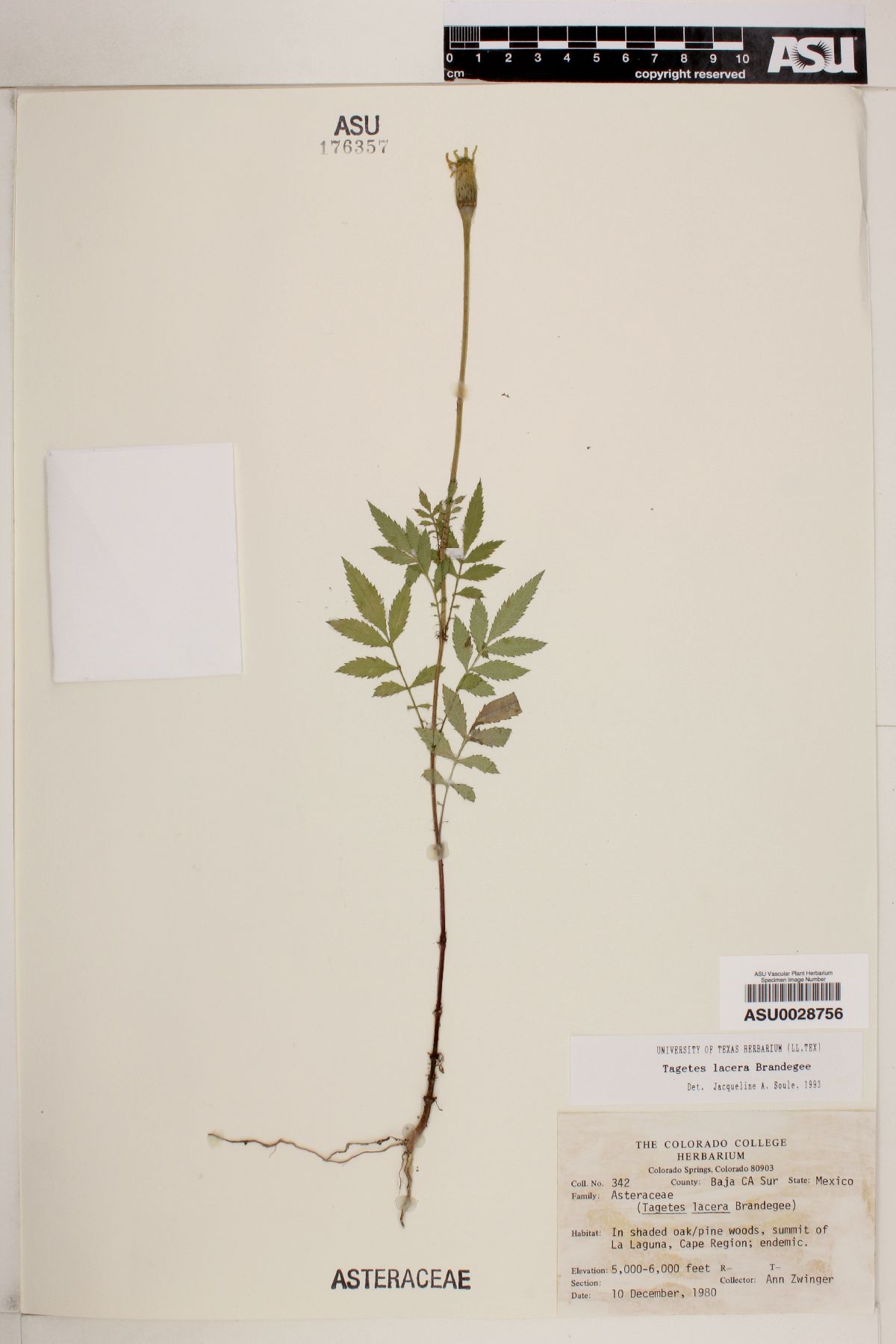 Tagetes lacera image