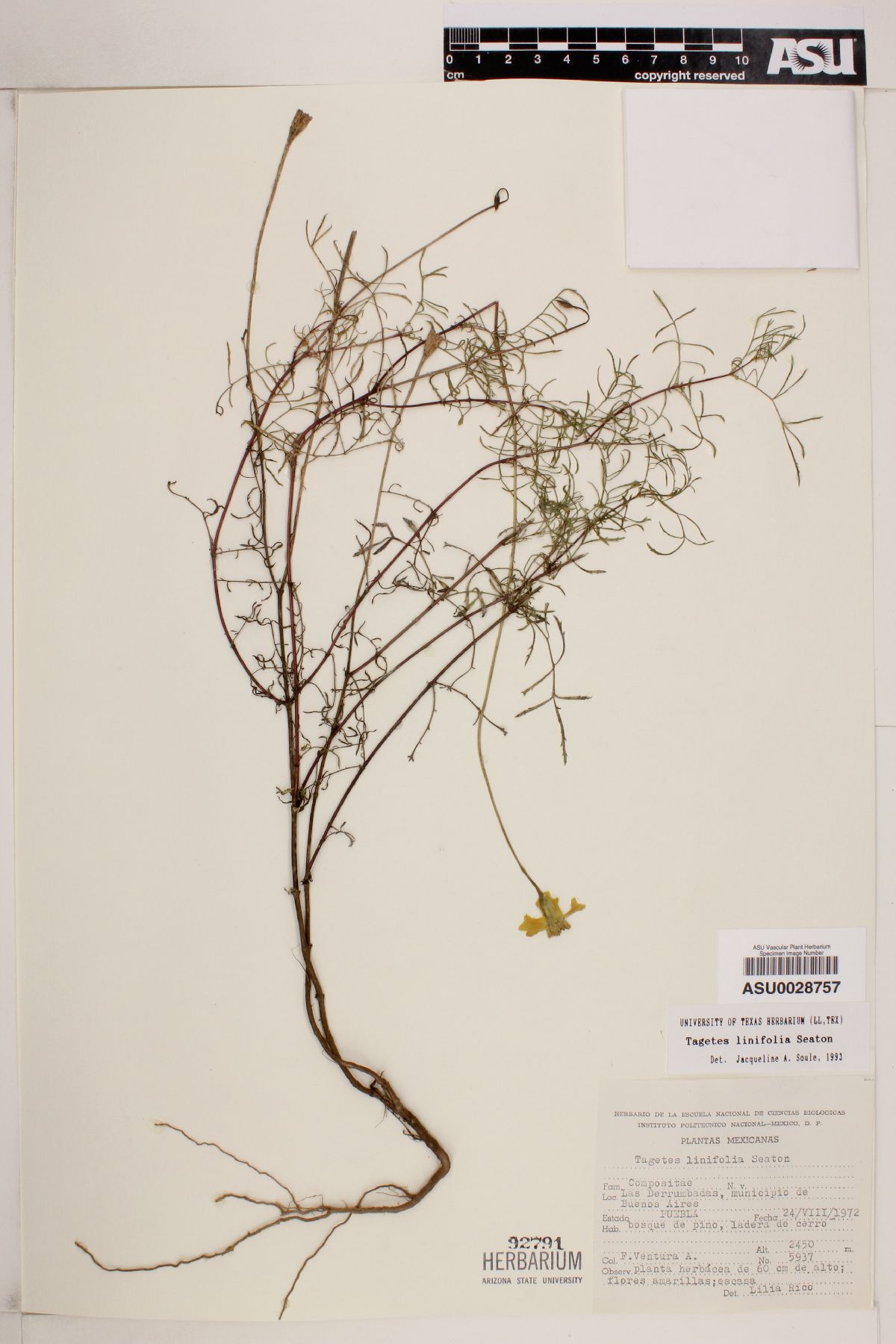 Tagetes linifolia image