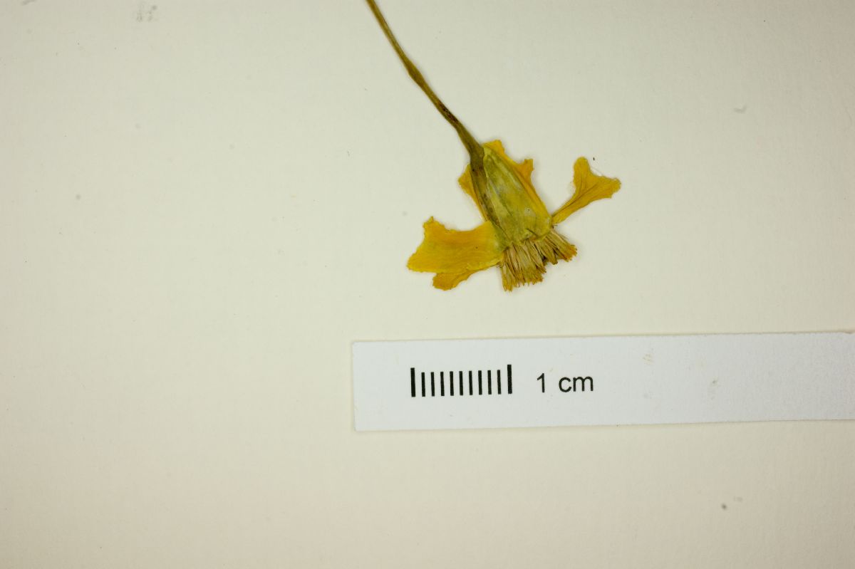 Tagetes linifolia image