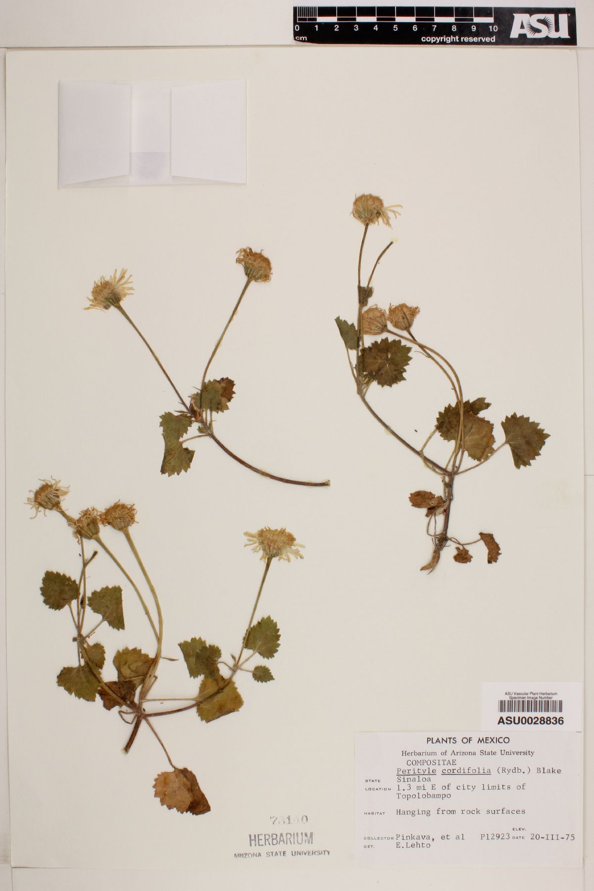 Perityle cordifolia image