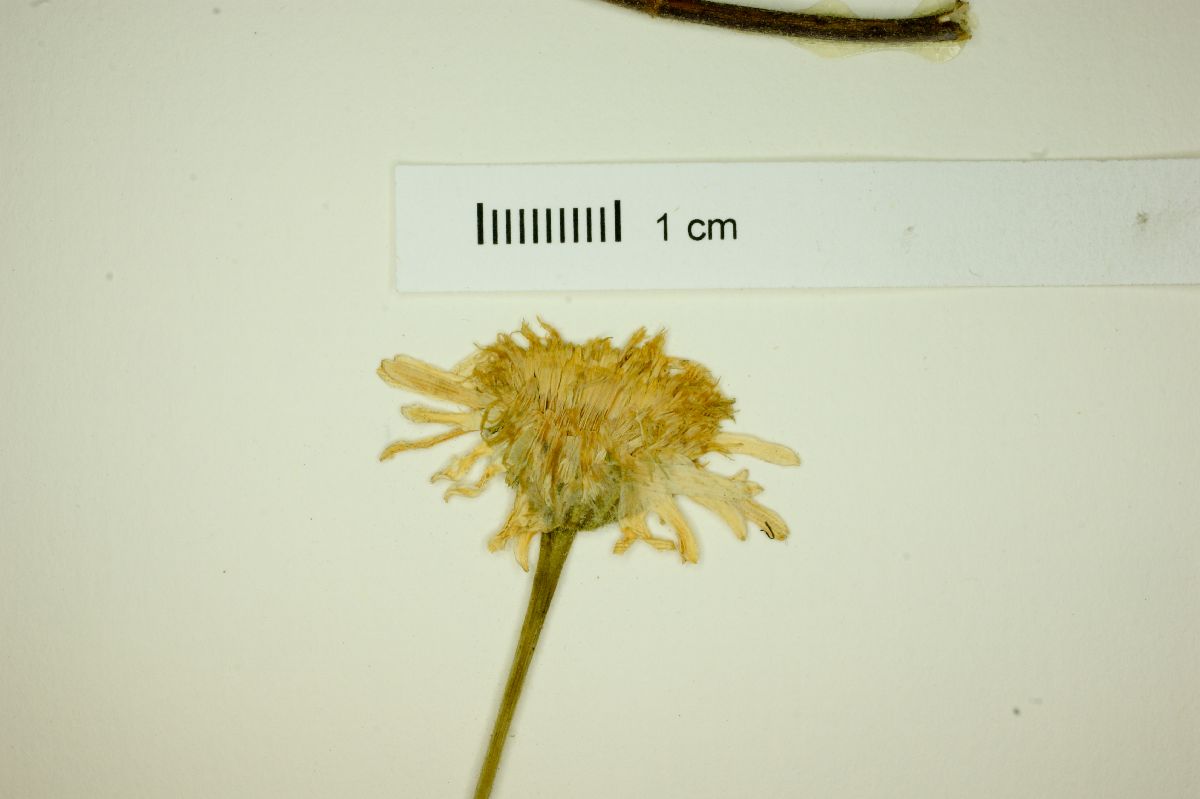 Perityle cordifolia image