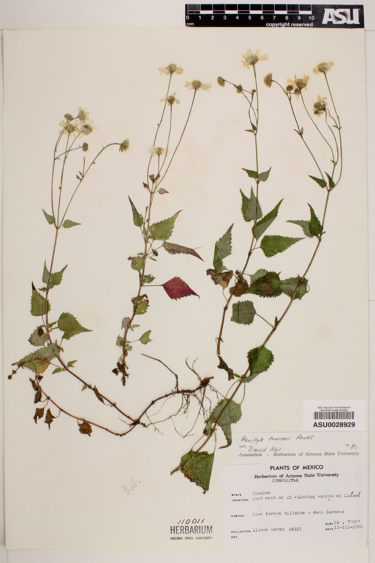 Perityle turneri image