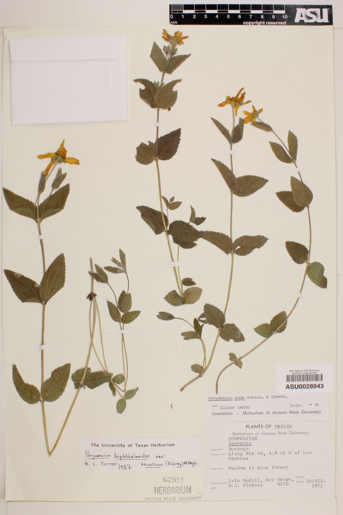 Perymenium buphthalmoides var. tenellum image