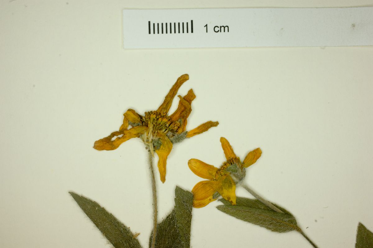 Perymenium buphthalmoides image