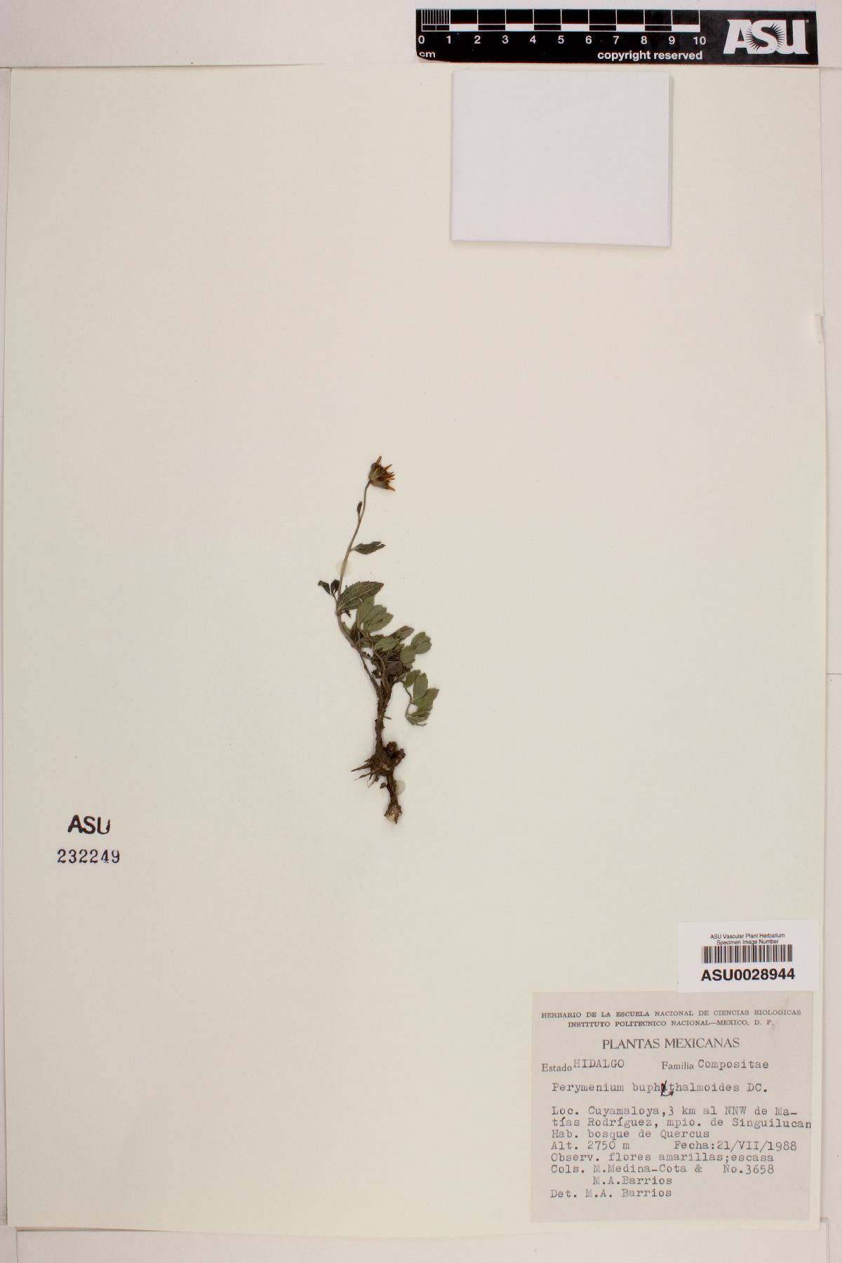 Perymenium buphthalmoides image