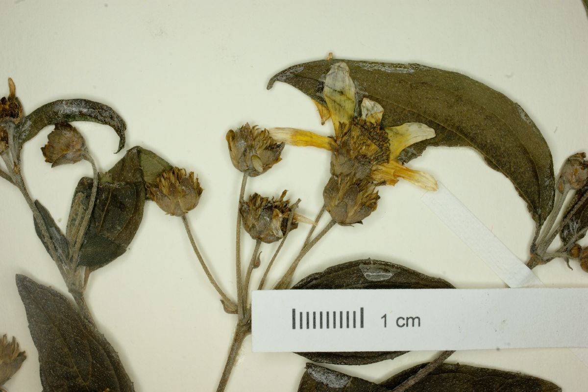 Perymenium lancifolium image