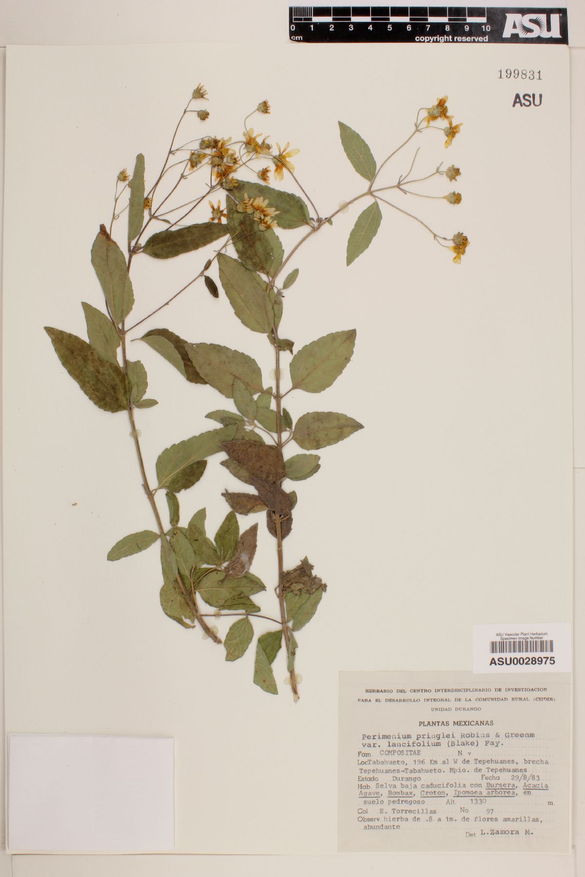 Perymenium pringlei var. lancifolium image