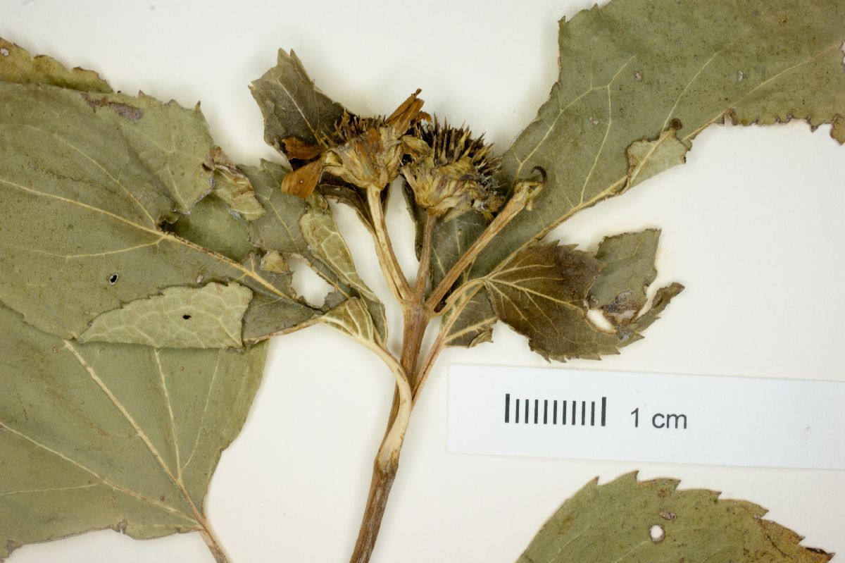 Philactis nelsonii image