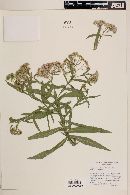 Pluchea salicifolia image