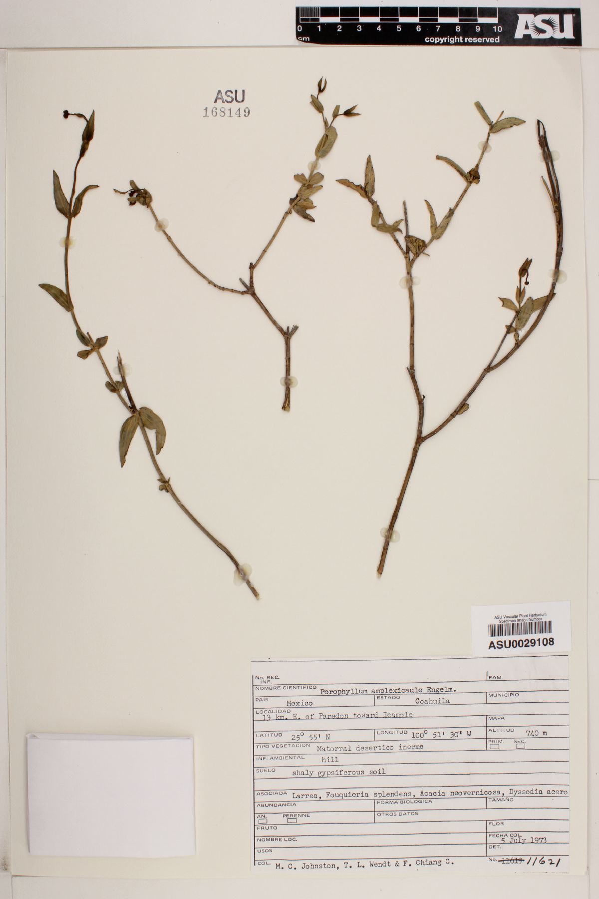 Porophyllum porophyllum image