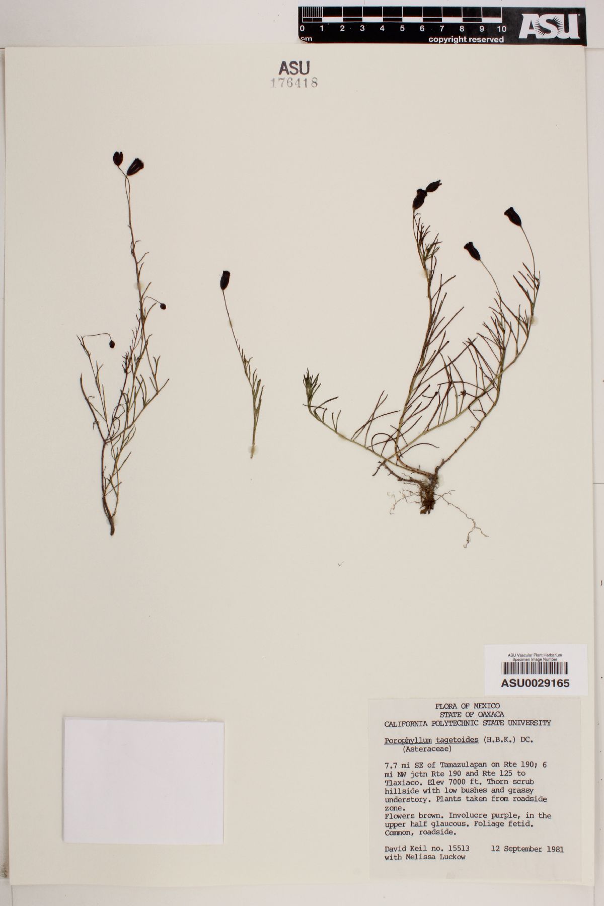 Porophyllum tagetoides image