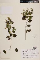 Porophyllum viridiflorum image