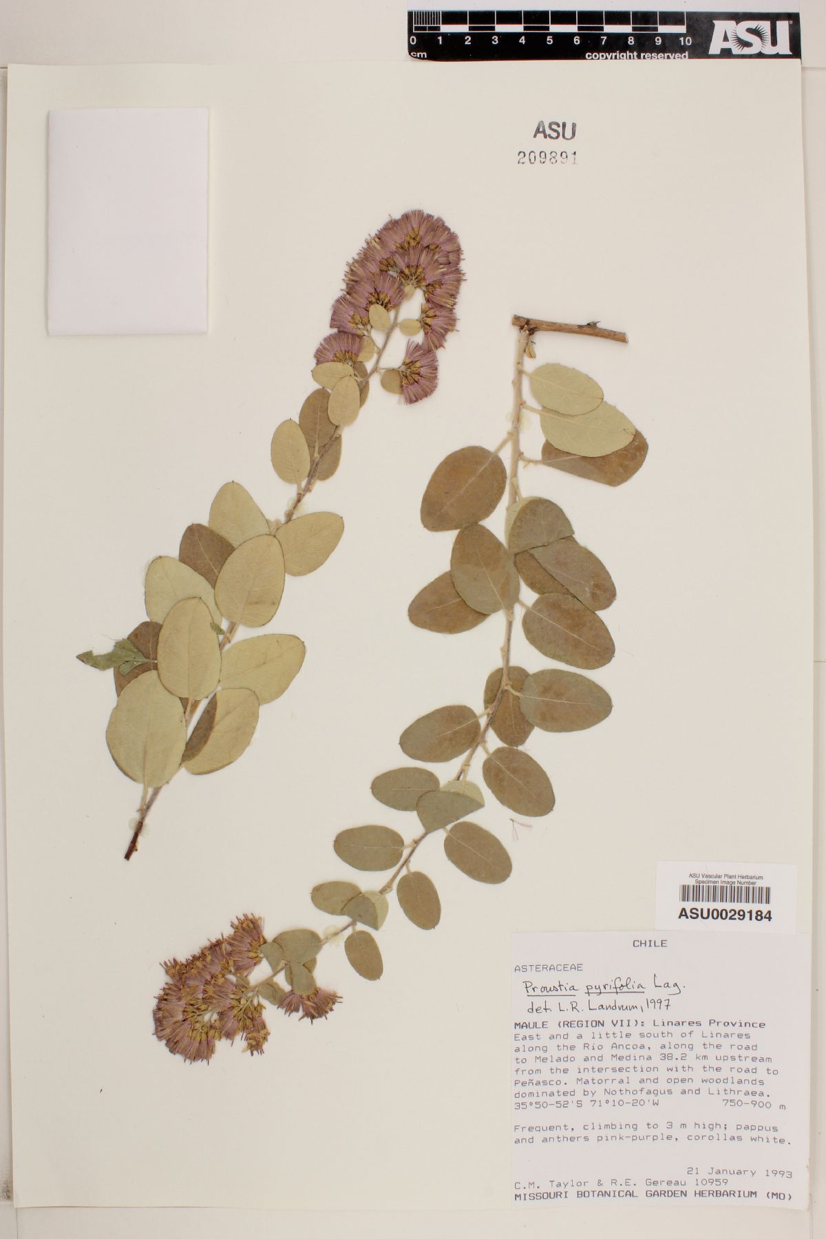 Proustia pyrifolia image