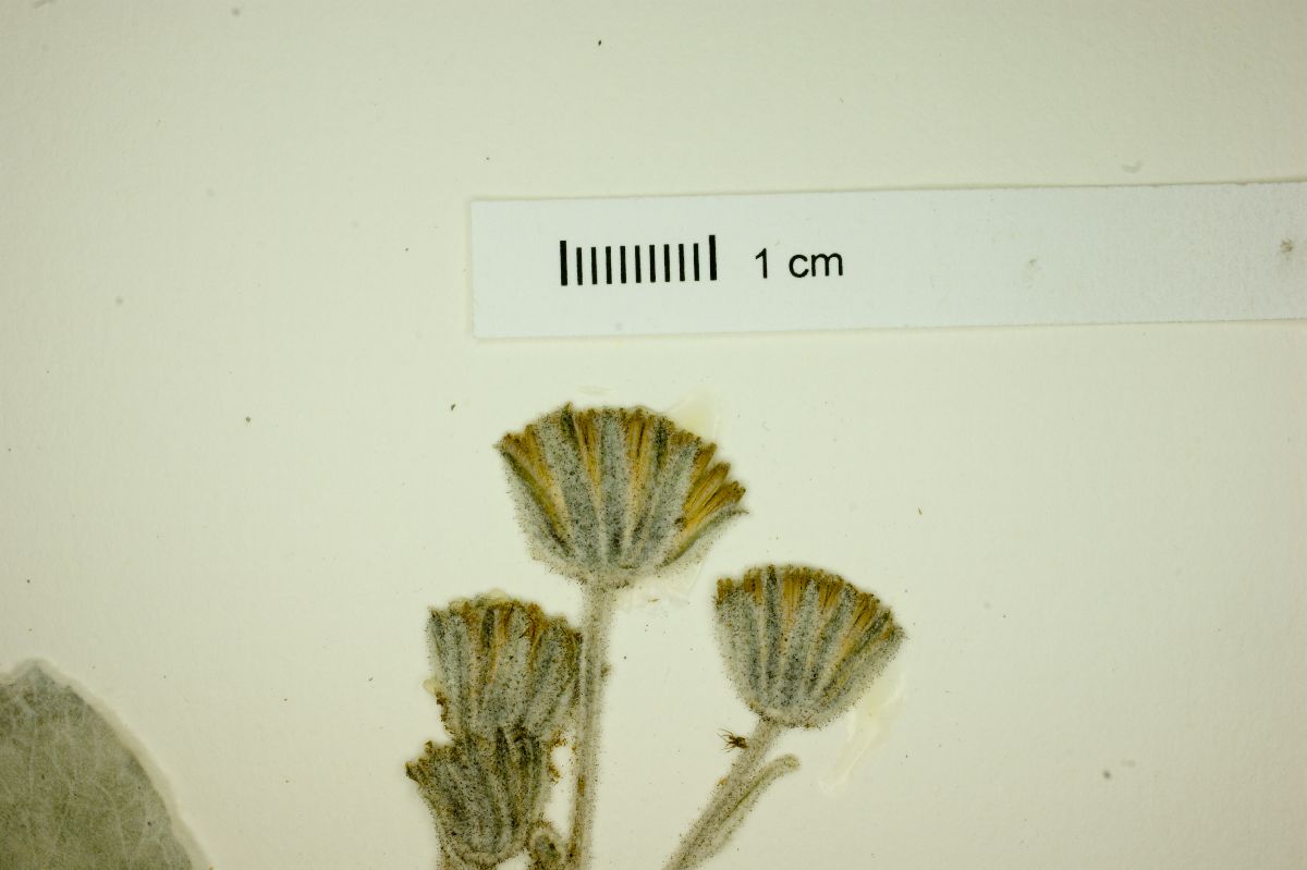 Psathyrotopsis hintoniorum image