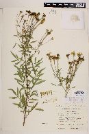 Tagetes lemmonii image